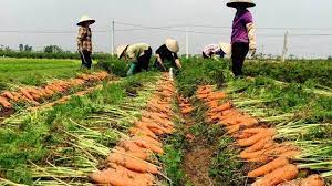 Đức Chính mở rộng diện tích trồng cà rốt VietGAP phục vụ xuất khẩu